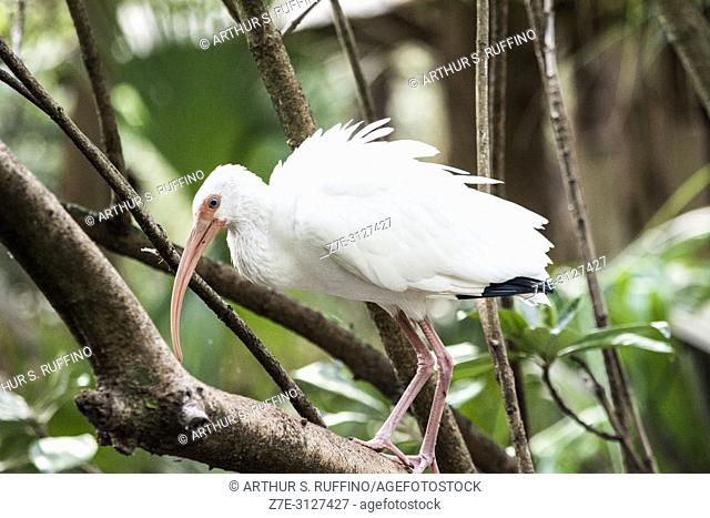American white ibis (Eudocimus albus), perched on a tree branch. Florida, North America, U. S. A