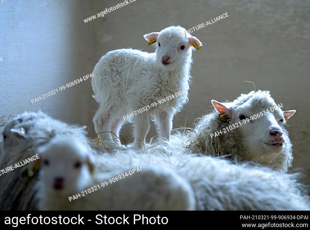 15 March 2021, Brandenburg, Roskow: A lamb born in March 2021 of the Skudden breed stands on the back of the ewe at the Skudden farm in the Roskow district of...