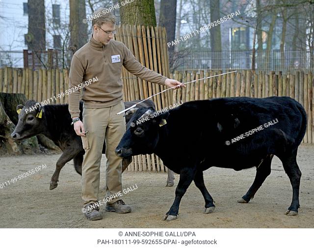 Dahomey cattle Helene is measured during the annual inventory at the zoo in Hanover, Germany, 11 January 2018. Some 2039 animals