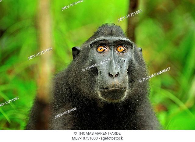 Celebes Crested Macaque / Crested Black Macaque / Sulawesi Crested Macaque / Black Ape - portrait (Macaca nigra)