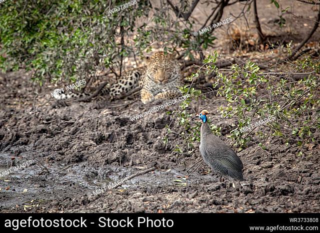 A Leopard, panthera pardus, watches a helmeted guineafowl, Numida meleagris