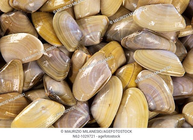 Clams Mollusk - Venerupis Decussata
