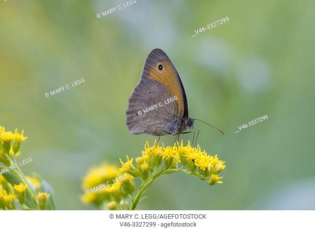 Meadow Brown, Maniola jurtina, large brown butterfly with sexual dimorphism. Larval foodplants are meadow grasses