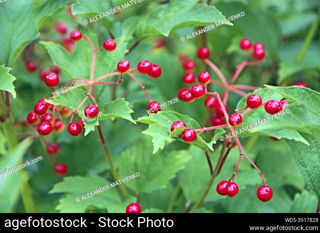 Bright berries of viburnum on background of green foliage. Ripe fruits of guelder-rose hang on branches. Ripe fruits of viburnum