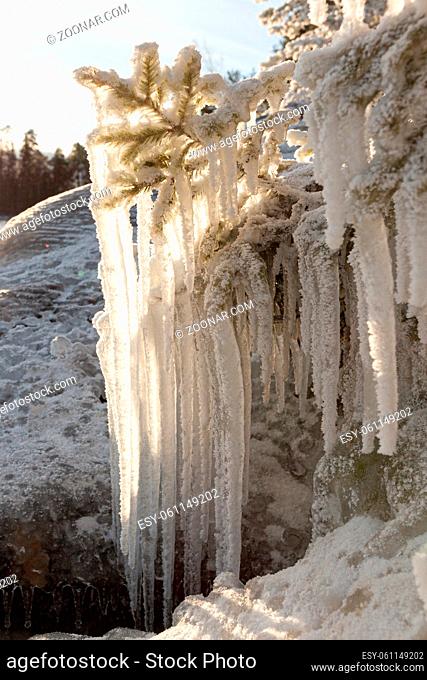 Long icicles hanging from frozen spruce branch