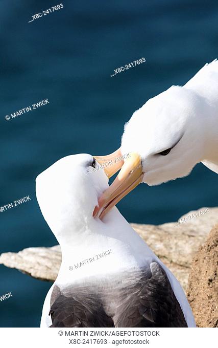 Black-browed Albatross ( Thalassarche melanophris ) or Mollymawk, pair caressing to strenghten the partnership. South America, Falkland Islands, January