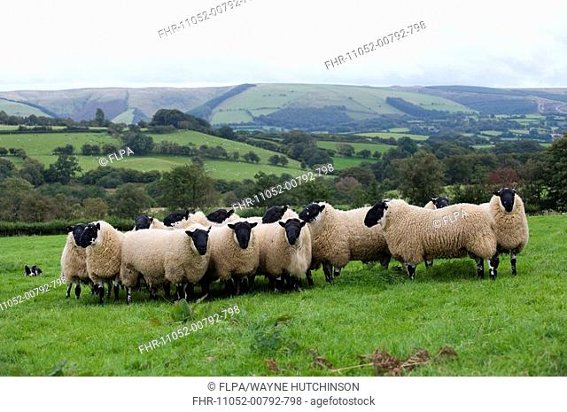 Domestic Sheep, Beulah Speckled Face rams, flock standing in pasture ready for pedigree sales, Wales, autumn