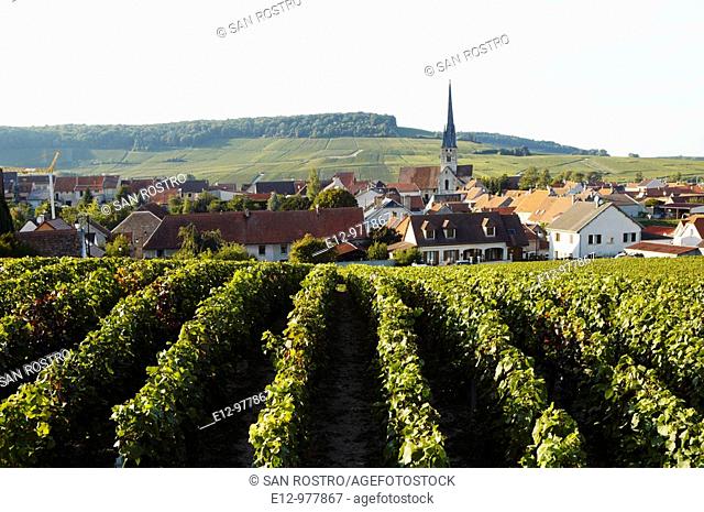 France, Champagne, Chamery village background, and Reims mountain's vineyards