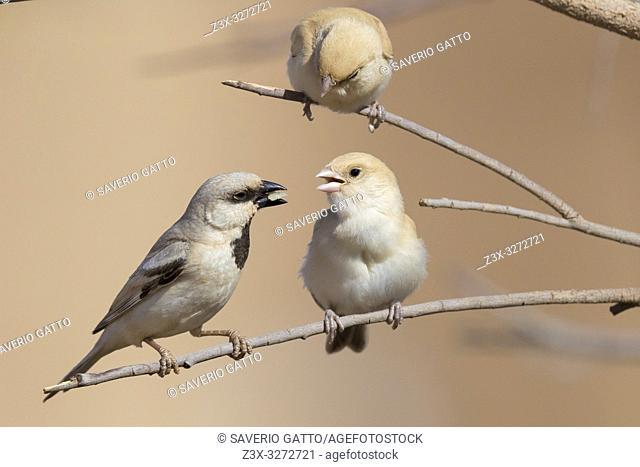 Desert Sparrow (Passer simplex saharae), adult male feeding its chick