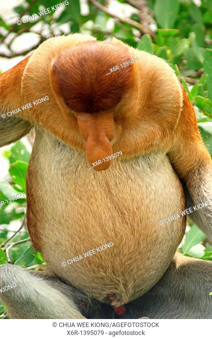 Male Proboscis Monkey, Bako National Park, Borneo, Malasya