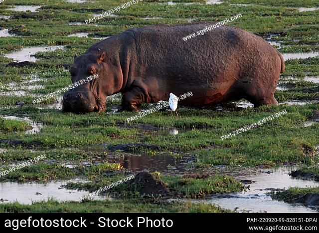 FILED - 22 August 2022, Kenya, Amboseli: A hippo stands in the water in a swamp area in Amboseli National Park. Amboseli is located southeast of Nairobi not far...