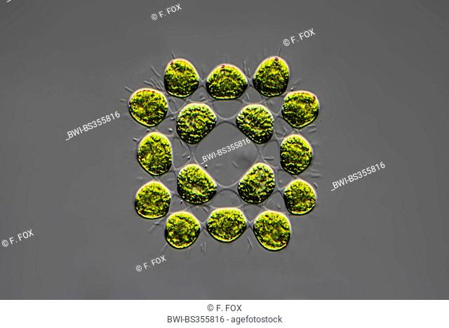 green algae in differential interference contrast