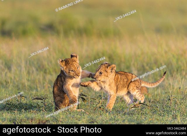 African lion, Panthera Leo, two cub playing, Masai Mara National Reserve, Kenya, Africa