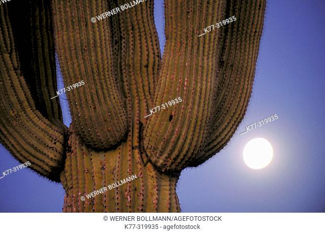 Saguaro (Carnegia gigantea). Organ Pipe Cactus National Monument. Arizona. USA
