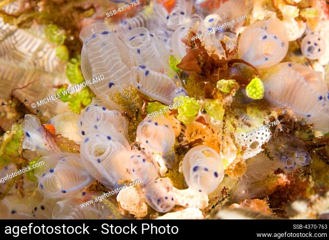 Indonesia, Komodo, Cluster of tunicates