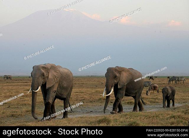 FILED - 22 August 2022, Kenya, Amboseli: Elephants walking through Amboseli National Park. Kibo, Africa's highest mountain in the Kilimanjaro massif