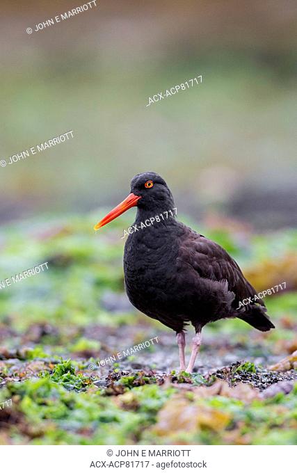 Black oystercatcher foraging in Burnaby Narrows, Gwaii Haanas National Park Reserve, Queen Charlotte Islands, BC, Canada