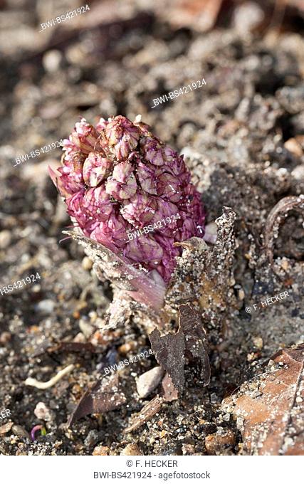 butterburr (Petasites hybridus), young inflorescence, Germany