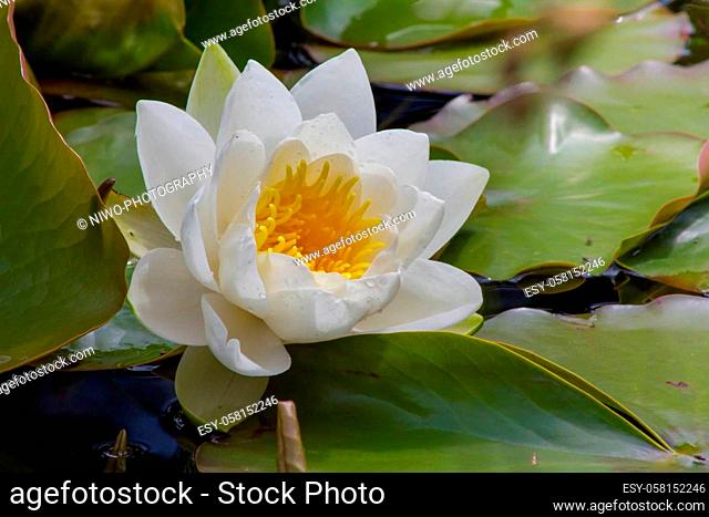 The water lilies (Nymphaea) are a genus of plants in the family of the water lily plants (Nymphaeaceae). The global genus includes around 50 species