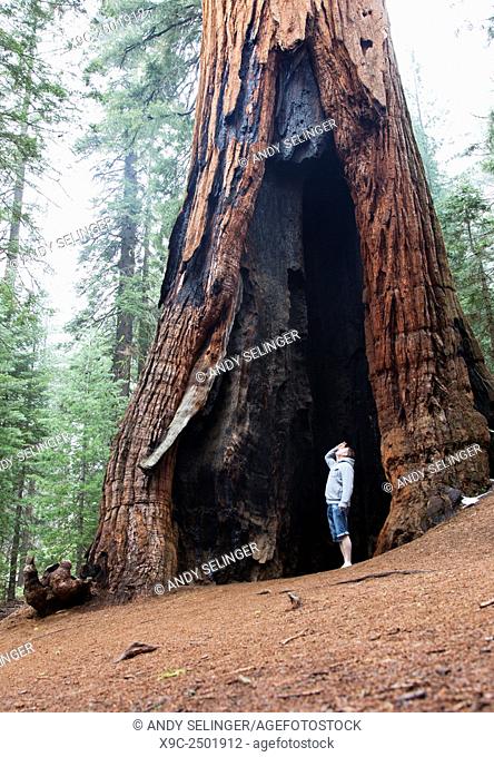 Giant Sequoia in Mariposa Grove, Yosemite National Park, California, USA