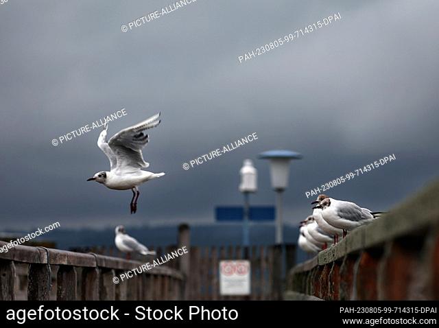 05 August 2023, Bavaria, Dießen am Ammersee: A seagull flies on a jetty at the Ammersee under the densely clouded sky. Photo: Karl-Josef Hildenbrand/dpa