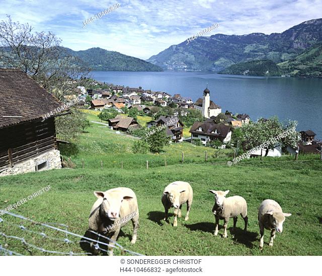 10466832, view, pelvic reeds, mountains, canton Nidwalden, scenery, shaft, Switzerland, Europe, Vierwaldstättersee, lake Lucer