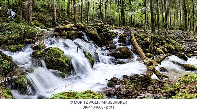 Stream running through forest, Röthbach, Röthbachfall, Schönau am Koenigssee, Berchtesgaden, Bavaria, Upper Bavaria, Germany