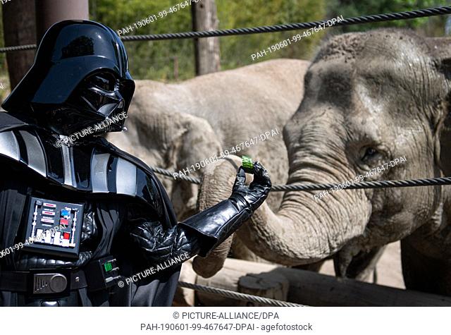01 June 2019, North Rhine-Westphalia, Münster: ""Darth Vader"" Uwe feeds elephant ""Kanaudi"" with a piece of cucumber at the all-weather zoo