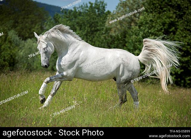 galloping Hanoverian Horse