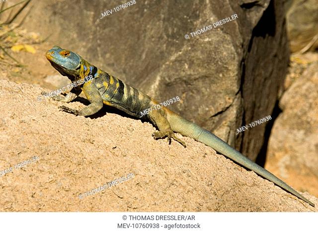 Baja / San Lucan Rock Lizard - Male (Petrosaurus thalassinus)