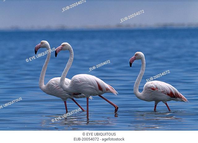 Flock of Greater Flamingoes wading in the shallow salt pans with the lagoon beyond