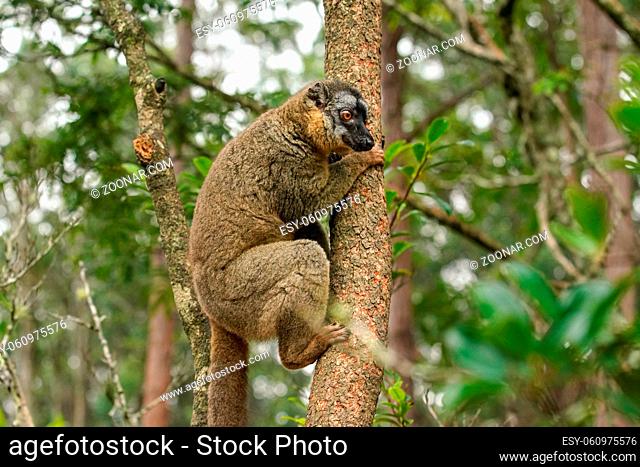 Common brown lemur - Eulemur fulvus - holding on a tree, blurred forest in background. Lemurs are endemic to Madagascar