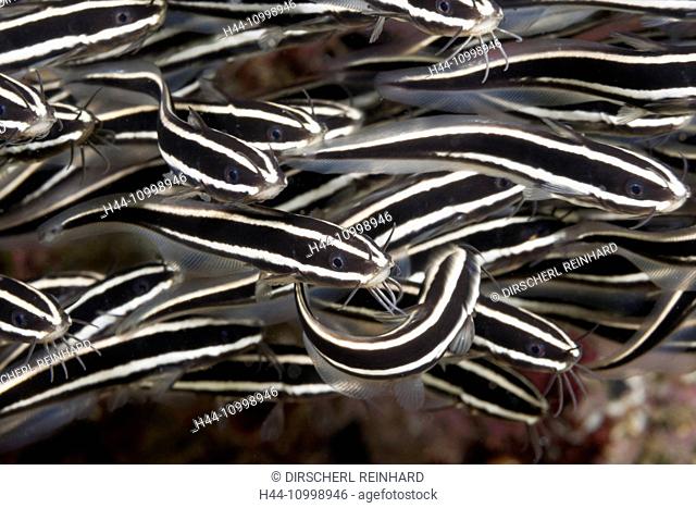 Shoal of Striped Eel Catfish, Plotosus lineatus, Ambon, Moluccas, Indonesia