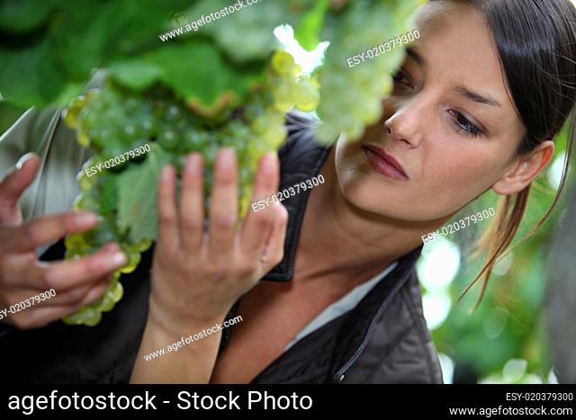 Woman inspecting green grapes in a vineyard