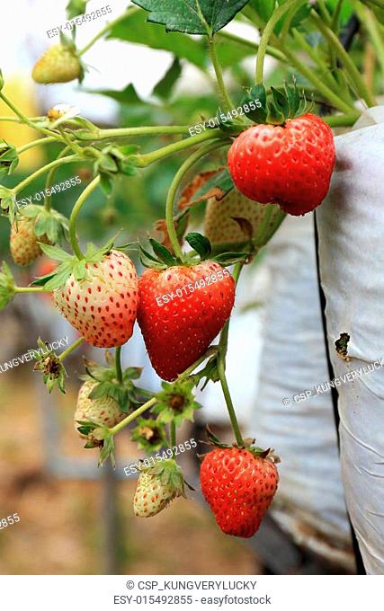 Organic strawberry tree