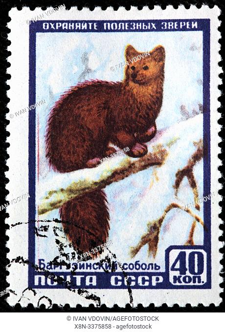 Sable, Martes zibellina, postage stamp, Russia, USSR, 1957