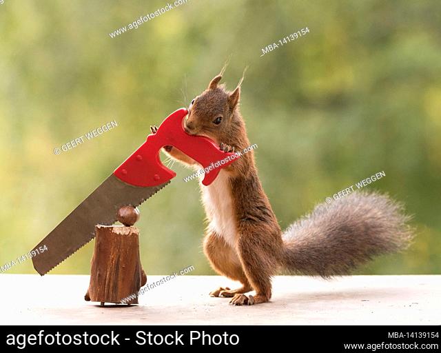 red squirrel is holding a saw with walnut