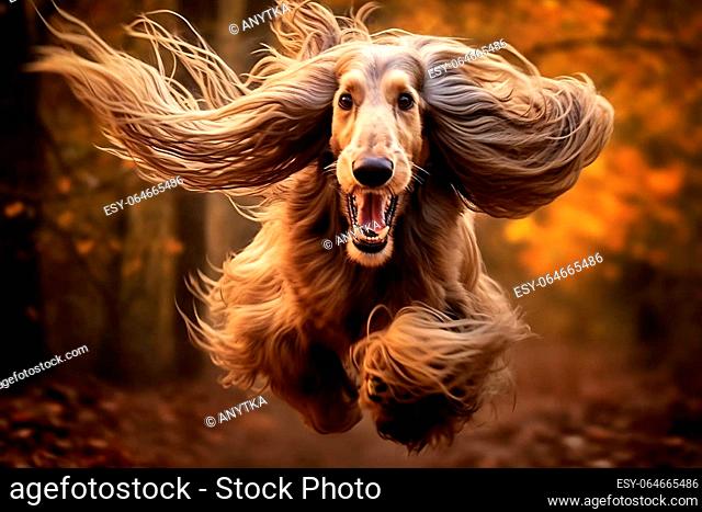 Active healthy Afghan Hound dog running with open mouth sticking out tongue on the sand on the background of beach in bright day