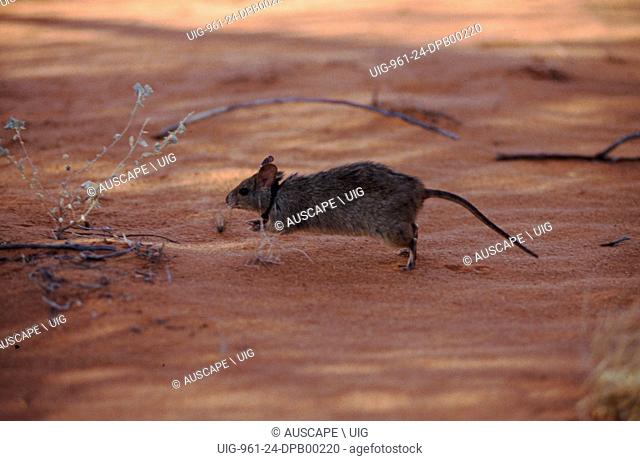 Greater stick-nest rat , Leporillus conditor, vulnerable species, wearing a radio tracking device, being released to establish a new population