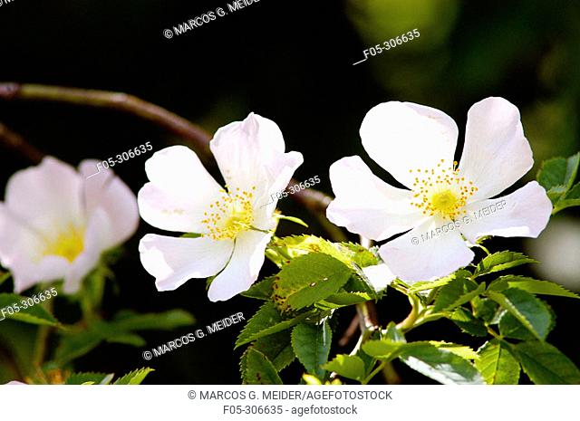 Dogrose (Rosa canina). England
