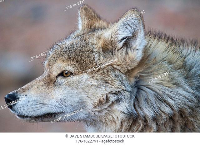 portrait of a wild wolf canis lupis in the Altai Region of Bayan-Ölgii in Western Mongolia