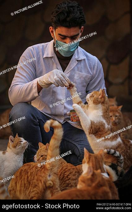 12 December 2020, Syria, Azmarin: A picture made available on 14 December 2020 shows a veterinarian feeding a group of cats at a shelter built by the Syrian...