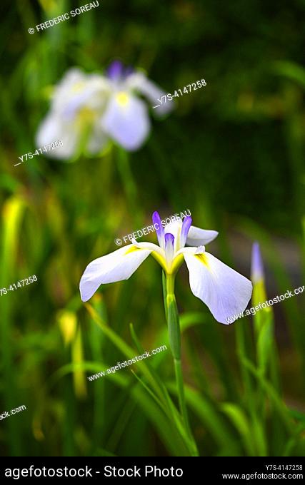 Iris flower at the Ritsurin garden, Takamatsu, Japan.  The Ritsurin garden is a celebrated Japanese garden in Takamatsu, Kagawa Prefecture