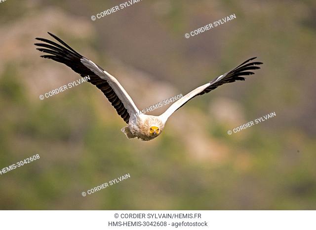 Spain, Catalonia, Lerida province, Egyptian vulture (Neophron percnopterus), in flight