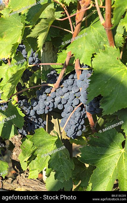 Grapes in September, Radda in Chianti, Chianti, Province of Firenze, Tuscany, Italy, Europe