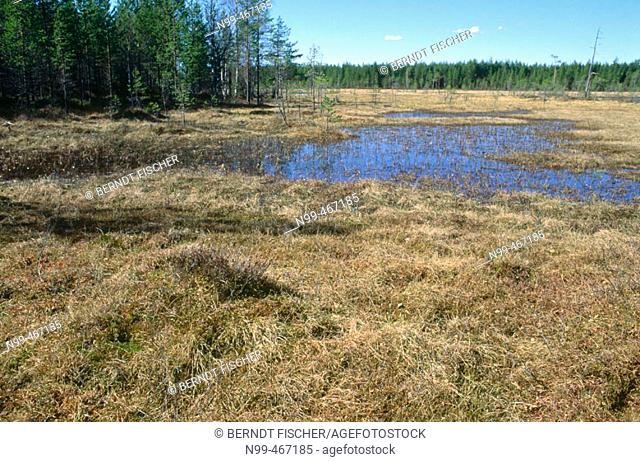 Moorland with open water area. Pine forest. Spring. Near Suomussalmi. Finland