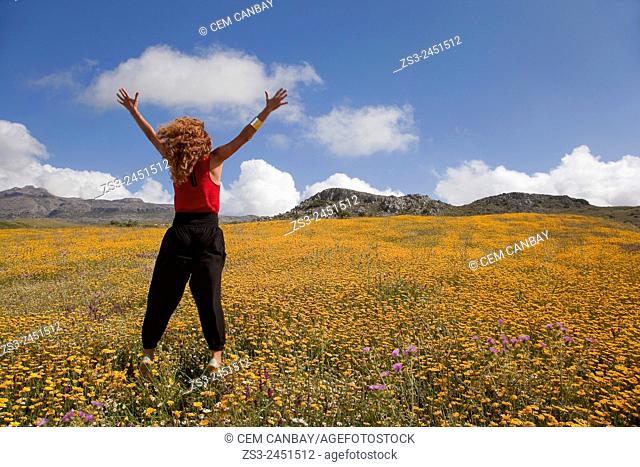 Woman at the golden daisy field, Rethymno Region, Crete, Greek Islands, Greece, Europe