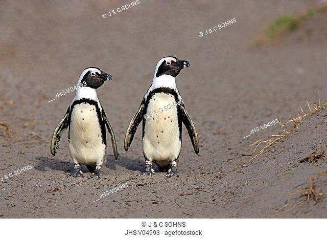 Jackass Penguin, Spheniscus demersus, Betty's Bay, South Africa, Africa, adult couple walking on beach