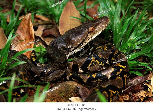 Reticulated python, Diamond python, Java rock python Python reticulatus, lying on the ground, Malaysia, Borneo, Bako National Park