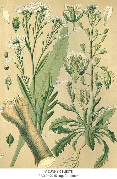 Historical chromo image 1880 of medicinal plant horse-radish, horseradish, Armoracia rusticana, lapathifolia left and Shepherd's Purse, Capsella